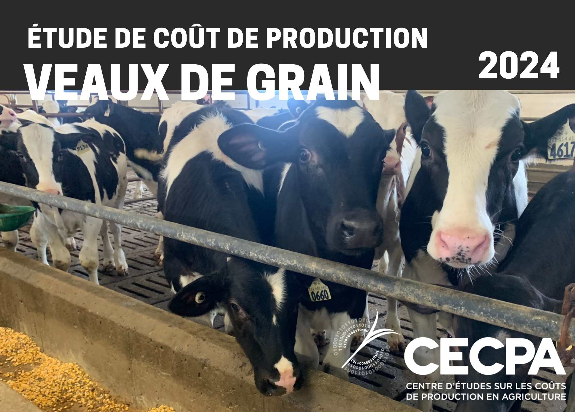 Récentes publications : ÉTUDE DE COÛT DE PRODUCTION - VEAUX DE GRAIN 2024